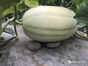 今日黄河瓜价格,市场行情实时解析”