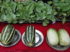 今日黄河瓜价格,市场行情实时解析”