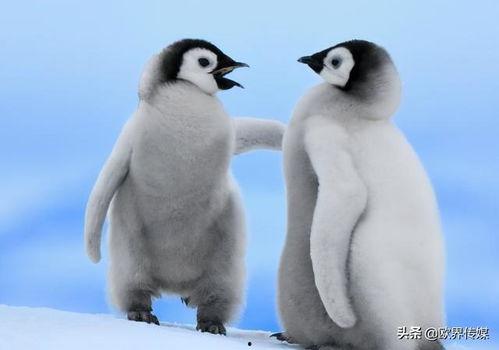 企鹅吃瓜爆料视频下载,娱乐圈幕后大事件曝光