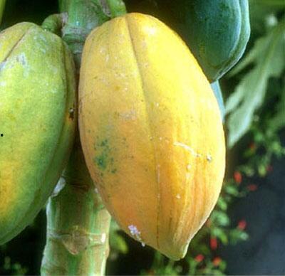 每日大瓜热门大瓜必看大瓜免费