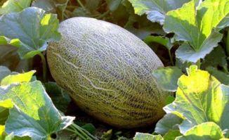 吃哈密瓜舌头黑怎么回事