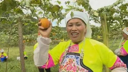 今日吊瓜价格,市场波动下的价格解析