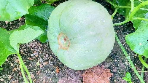 今日吃瓜入口,热点事件背后的真相与笑料