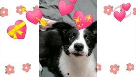 边牧明星网红,智慧宠物的网络传奇