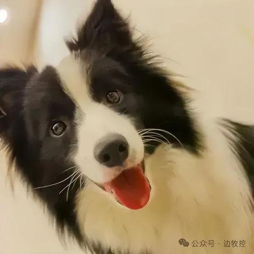边牧明星网红,智慧宠物的网络传奇