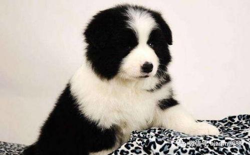 边牧明星网红,智慧宠物的网络传奇