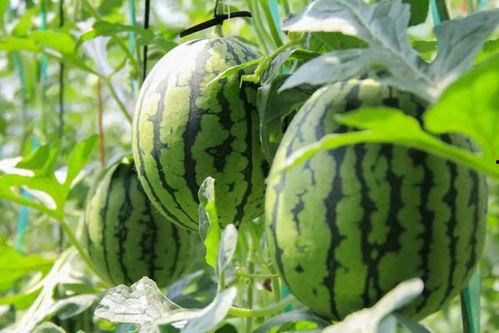 吃瓜中心今日吃瓜,揭秘娱乐圈最新热点事件