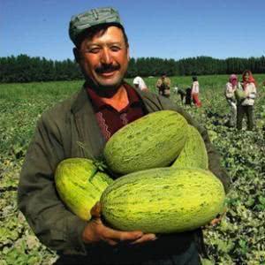 今日新疆瓜,探寻新疆特色瓜果的魅力