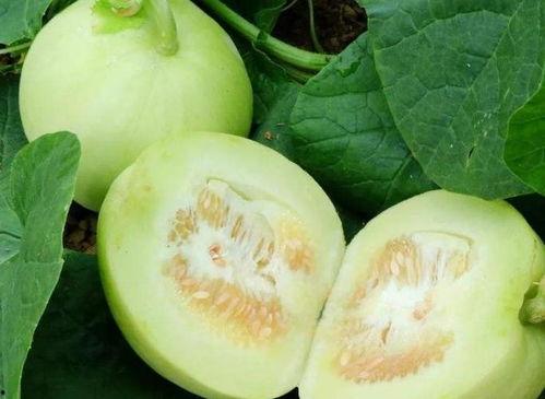 51吃瓜今日热瓜,揭秘今日热瓜背后的惊人真相