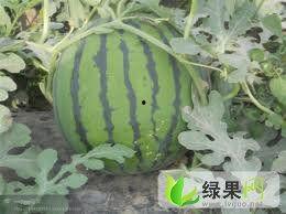 今日苏瓜价格,市场波动下的新鲜动态解析”