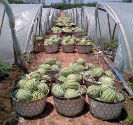 今日苏瓜价格,市场波动下的新鲜动态解析”