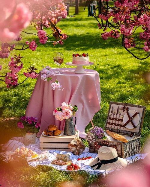 明星网红野餐图片