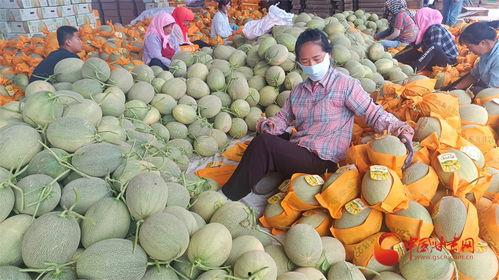今日民勤瓜行情,今日瓜果飘香，价格波动解析