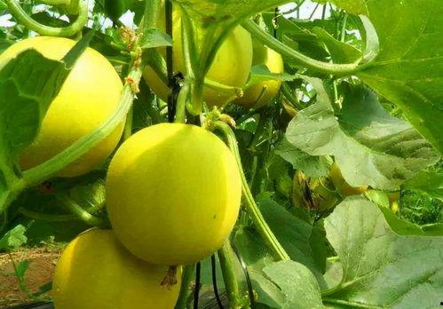 二瓜今日出瓜量,海量资讯，一网打尽！