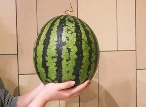 广州今日的瓜,揭秘城市热点事件背后的故事