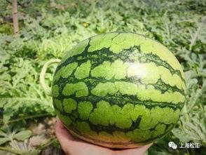 广州今日的瓜,揭秘城市热点事件背后的故事