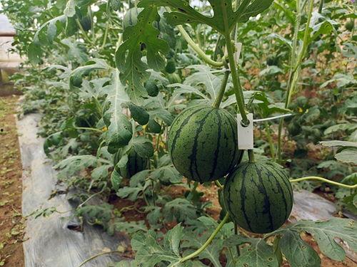 五一吃瓜今日大瓜,今日大瓜盘点