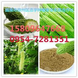 今日水瓜批发,新鲜直供，夏日清凉佳品