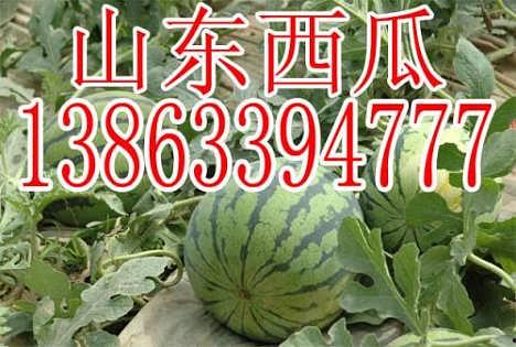 今日水瓜批发,新鲜直供，夏日清凉佳品