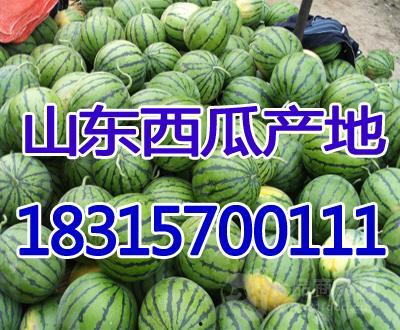 今日水瓜批发,新鲜直供，夏日清凉佳品