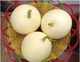 今日圆瓜价格,市场行情一览