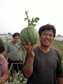 今日圆瓜价格,市场行情一览