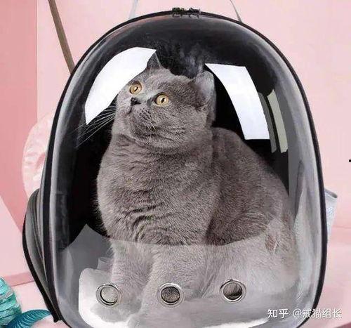 开猫50号黑波吃瓜,揭秘吃瓜背后的趣味与智慧