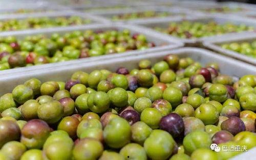 麒麟瓜该不该有黑籽吃呢