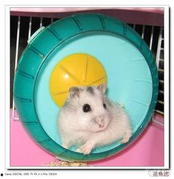 明星网红养仓鼠
